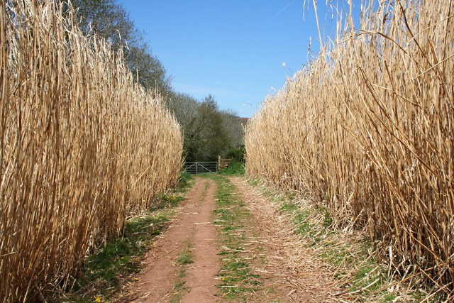 Foto Miscanthus plantation for bioenergy production (by Tony Atkin /  Creative Commons Attribution-Share Alike 2.0 Generic license).